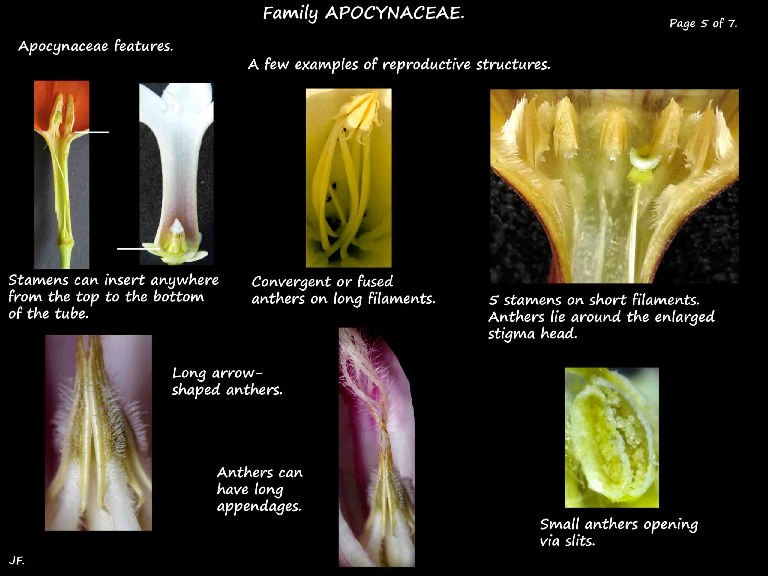 5 Variations in the stamens in  Apocynacea